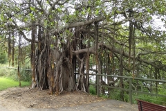 Baum im botanischen Garten