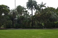 Der Palmengarten im botanischen Garten