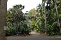 Der Palmengarten im botanischen Garten