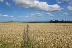Weizenfelder