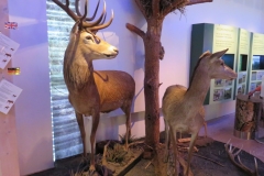 Ausstellung im Besucherzentrum