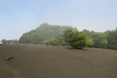In den Wolken beim Mirador La Llanio