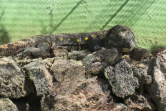 El Hierro Rieseneidechse