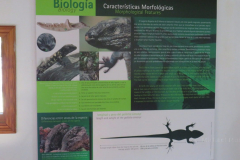 Informationsmaterial über die Rieseneidechsen