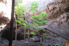 Hier wächst ein Baum