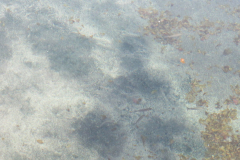 Hier gibt es auch Fische