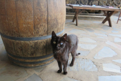 Die übermütige Katze auf der Bodegas
