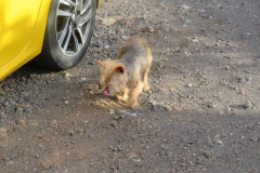 Der kleine fast blinde und taube Hund der Bodegas
