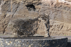 Monumento a la Sabina de El Hierro
