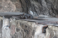 Die Katze auch dem heißen Blech