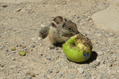 Ein Atlas-Streifenhörnchen beim Essen