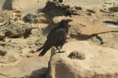 Der hier verfolgte uns