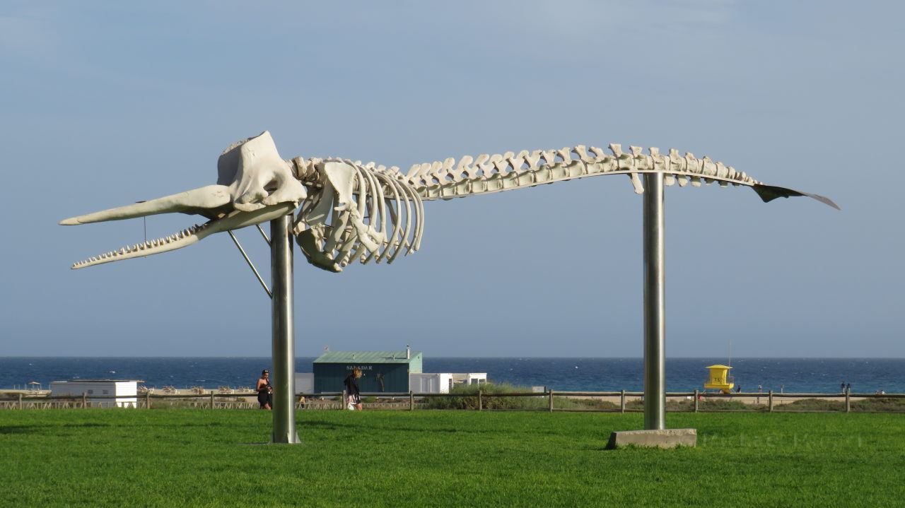 Walskelett an der Strandpromenade