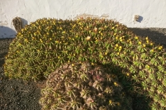 Im Kaktusgarten