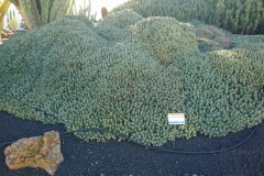 Im Kaktusgarten