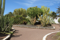 Im Kaktusgarten