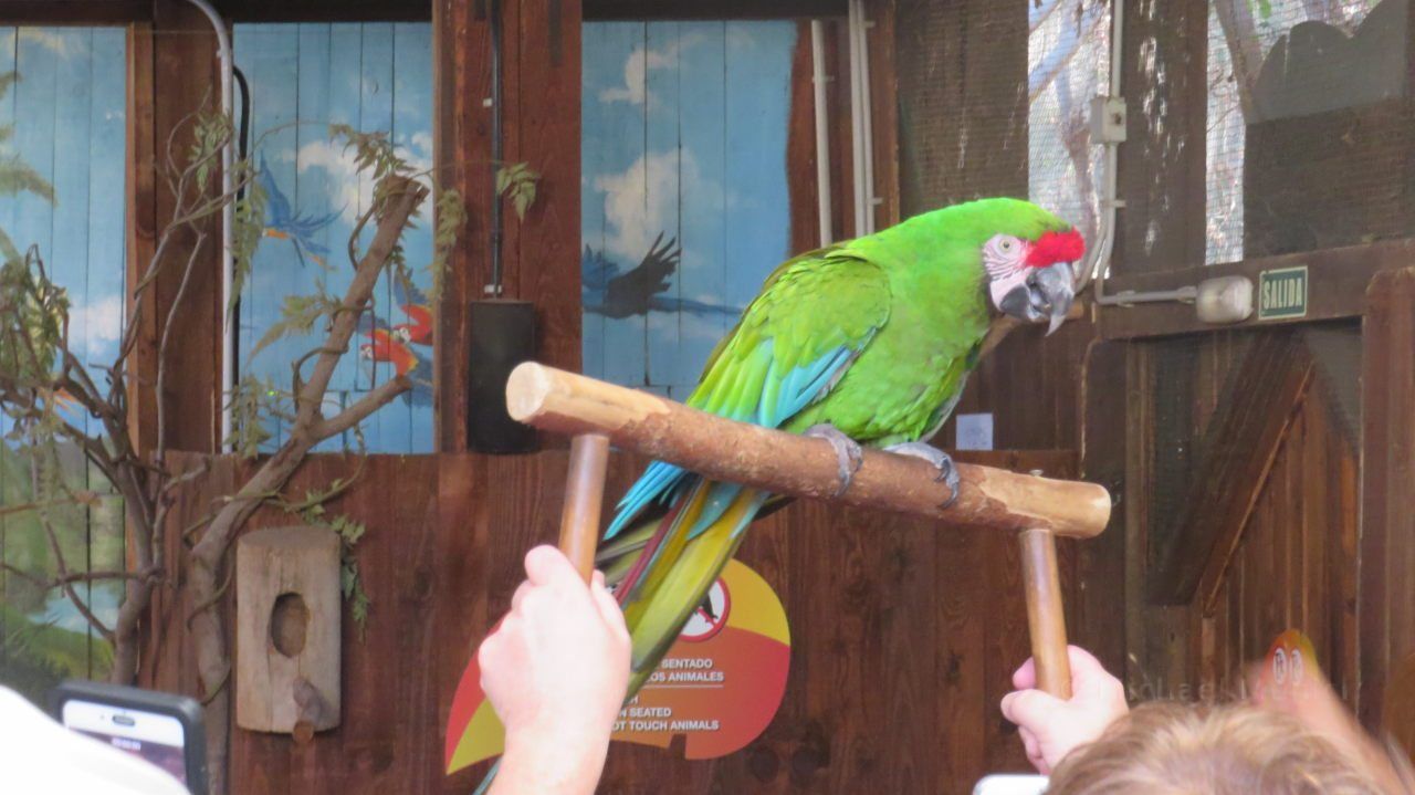 Ein Ara bei Parrot Live