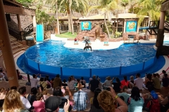 Bei der Seelöwen Show