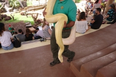 Eine etwas größere Python (Albino)