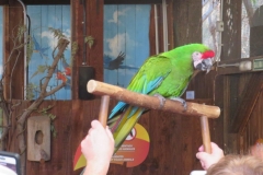 Ein Ara bei Parrot Live