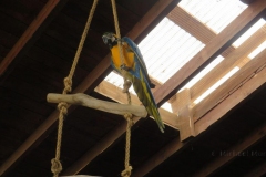 Ein Ara bei Parrot Live