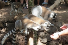 Bei den Lemuren
