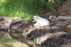 Was hat die Katze hier gemacht?