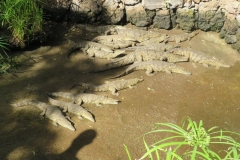 Ein paar Krokodile