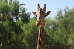 Ich bin ein Giraffe...