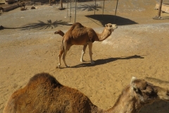 Ich bin ein Kamel