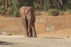Ein Elefant