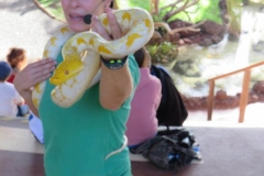 Eine etwas größere Python (Albino)