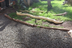 Zwei Pythons
