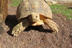 Schildkröte