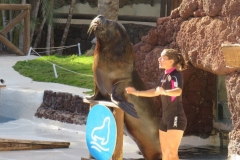 Bei der Seelöwen Show