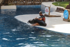 Kuscheln mit Seelöwen