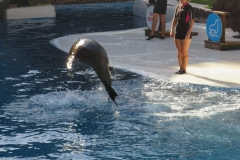 Bei der Seelöwen Show