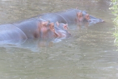 Flusspferde mit Nachwuchs