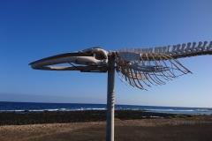 Skelett eines Finnwalweibchens