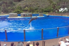 Delfinshow im Palmitos Park