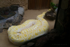 Ein Albino-Python