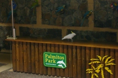 Papageienshow