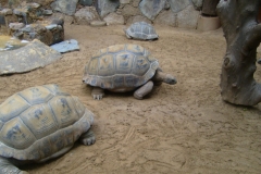 Schildkröten