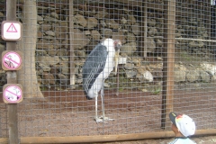 Marabu