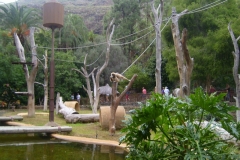 Gibbons