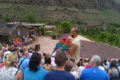 Vogelshow