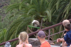 Vogelshow