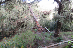 Im Nationalpark Garajonay