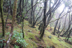 Im Nationalpark Garajonay