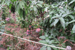 Mangos im Garten